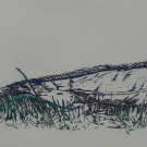 Leguan